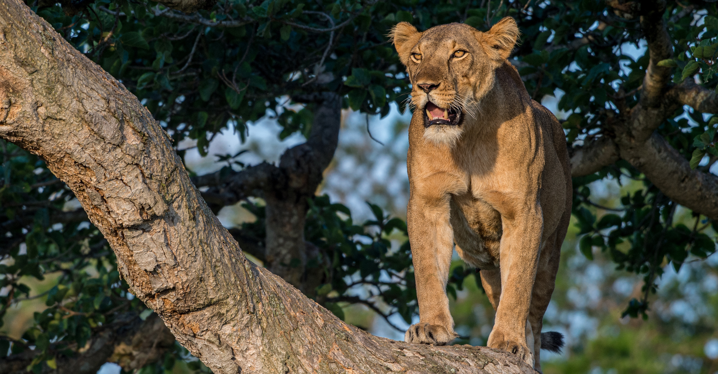 A lioness stands in a tree of Queen Elizabeth National Park, Uganda