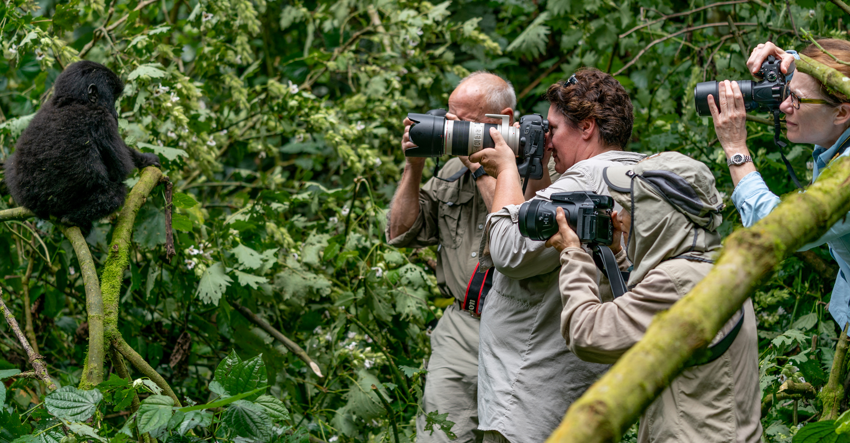 Photographers get an up-close encounter with a baby mountain gorilla in Bwindi Impenetrable National Park, Uganda