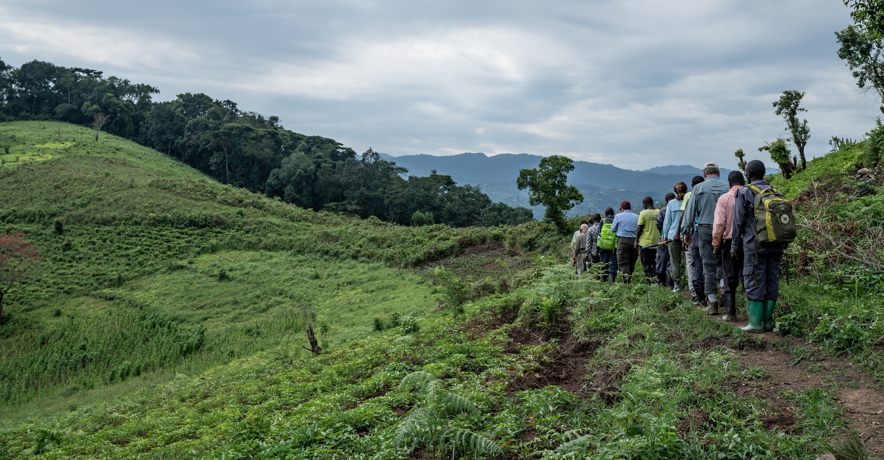 Travelers and local porters hike a path in Bwindi Impenetrable National Park, Uganda