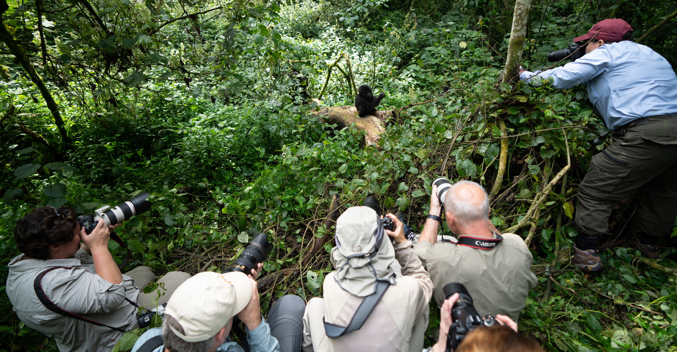 Travelers photograph a baby mountain gorilla in Bwindi Impenetrable National Park, Uganda