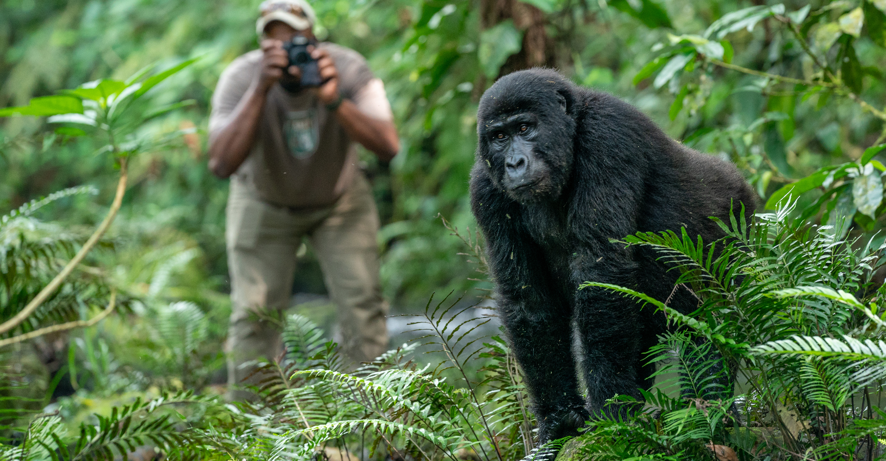 A Natural Habitat Adventures guide photographs a young female mountain gorilla in Bwindi Impenetrable National Park, Uganda