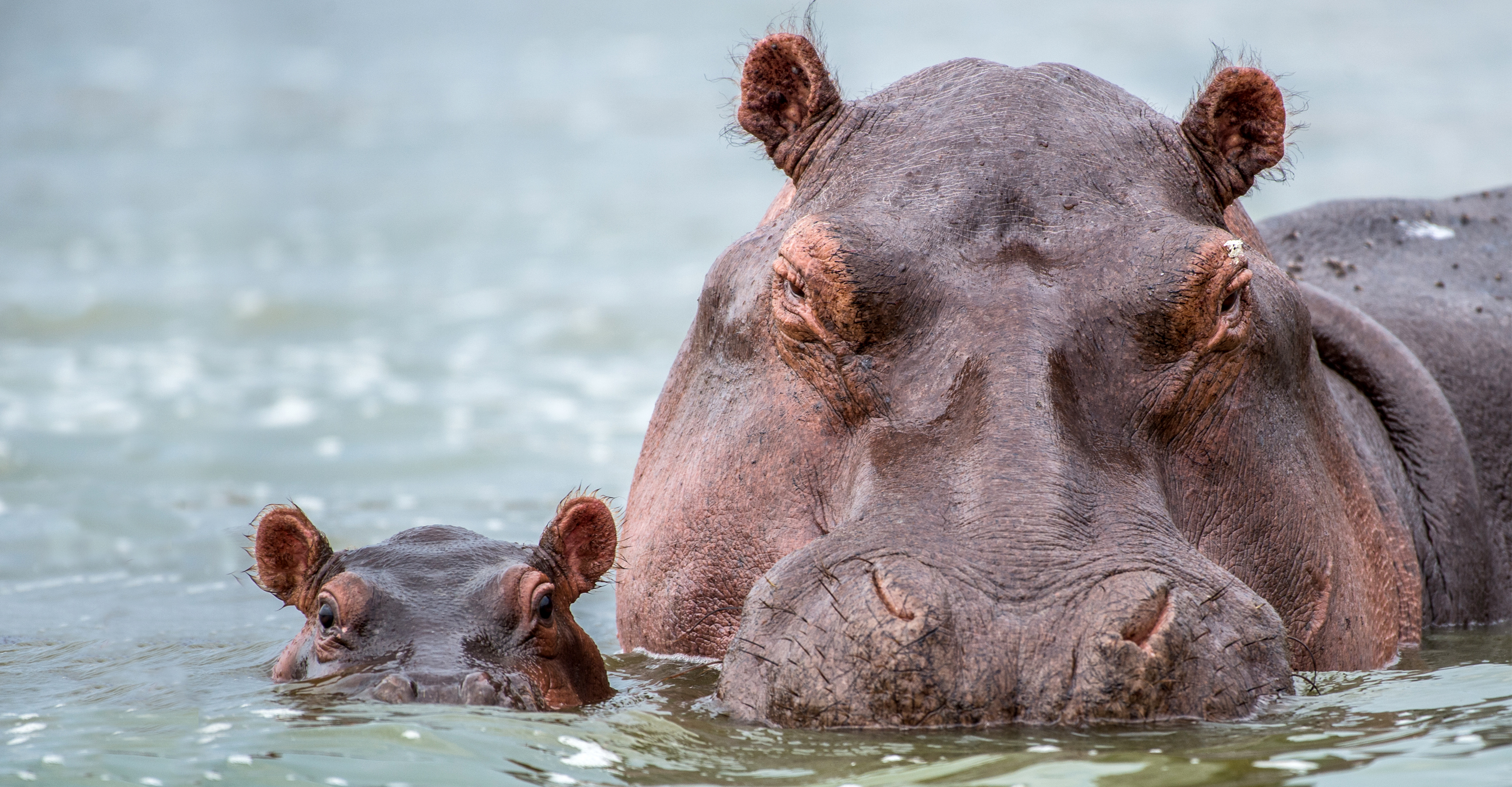A mother a baby hippo peak out of the water of the Kazinga Channel, Queen Elizabeth National Park, Uganda