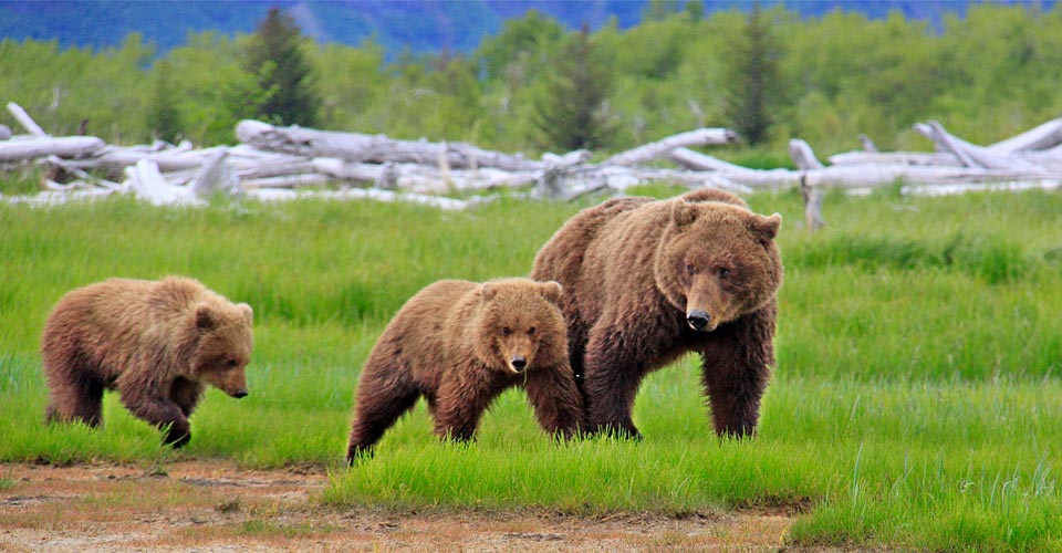A mother brown bear walks with her two cubs, Katmai National Park, Alaska, USA