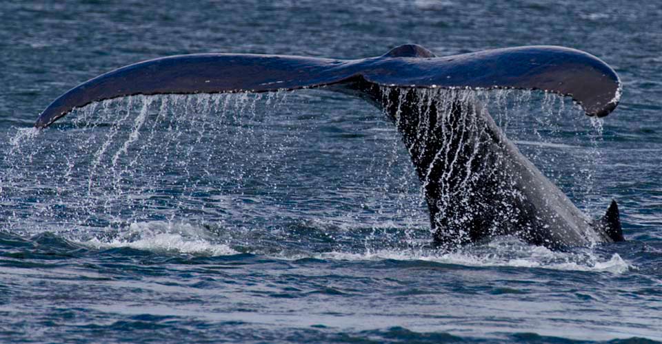 The tail of a humpback whale sticks out of the water in Kodiak, Alaska, USA