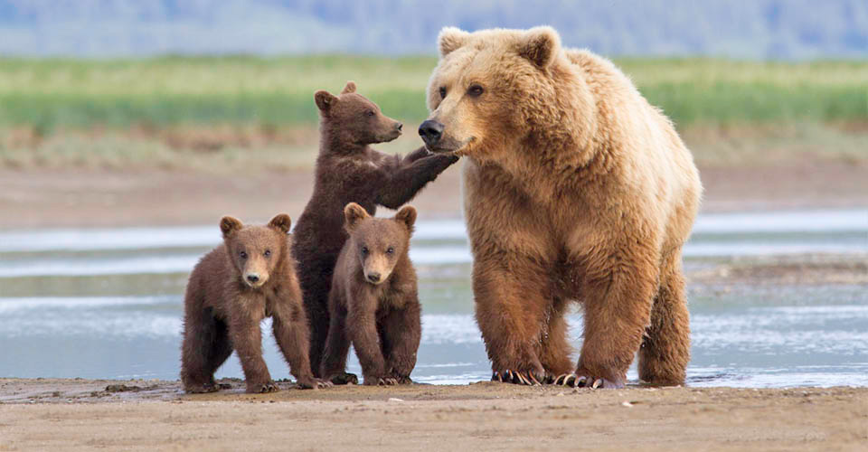 Three brown bears cubs with their mother in Katmai National Park, Alaska, USA