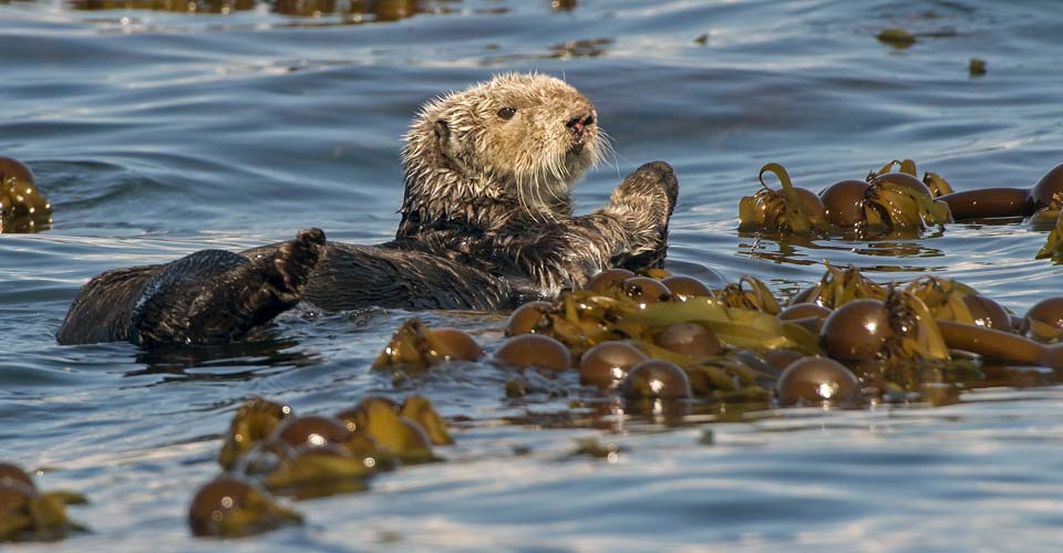 A sea otter floats with kelp in the bay, Homer, Alaska, USA