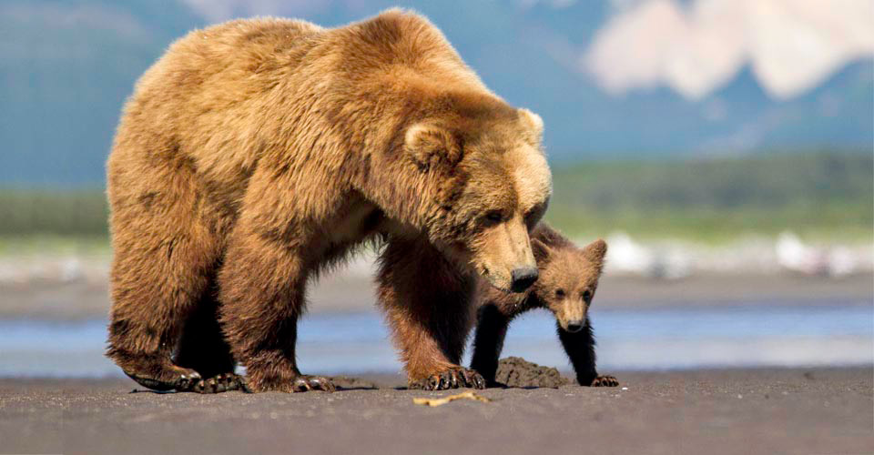 Alaska Grizzly Photo Tour | Natural Habitat Adventures