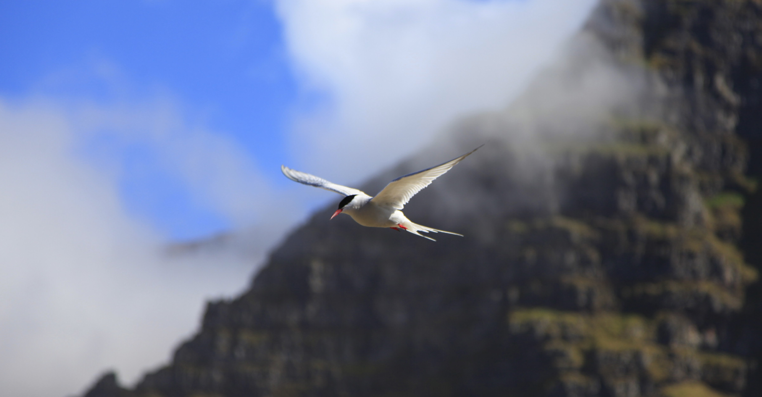 An arctic tern soars Vigur Island, Iceland, Europe