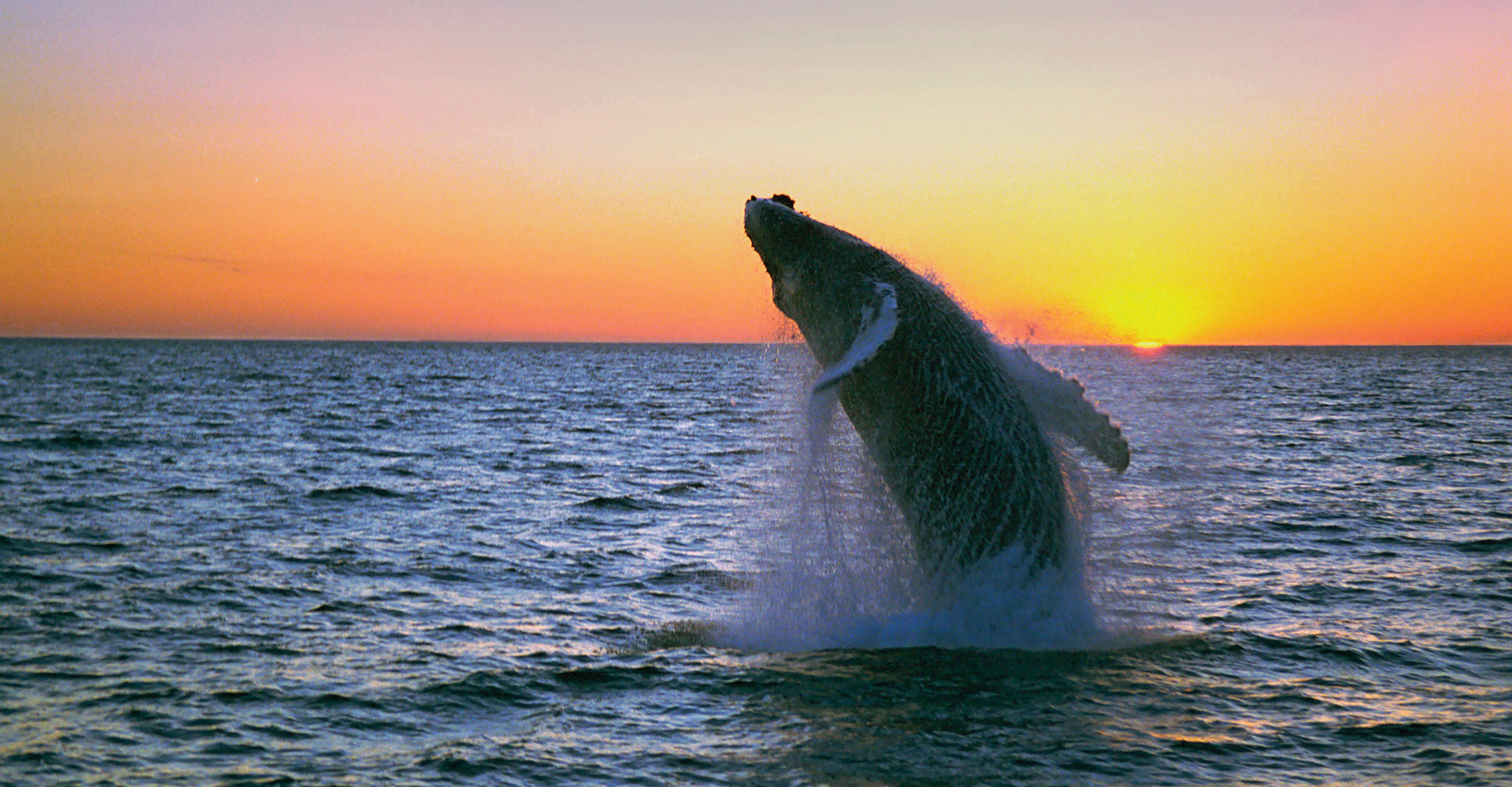 A humpback whale breaches of the coast of Vigur Island, Iceland, Europe