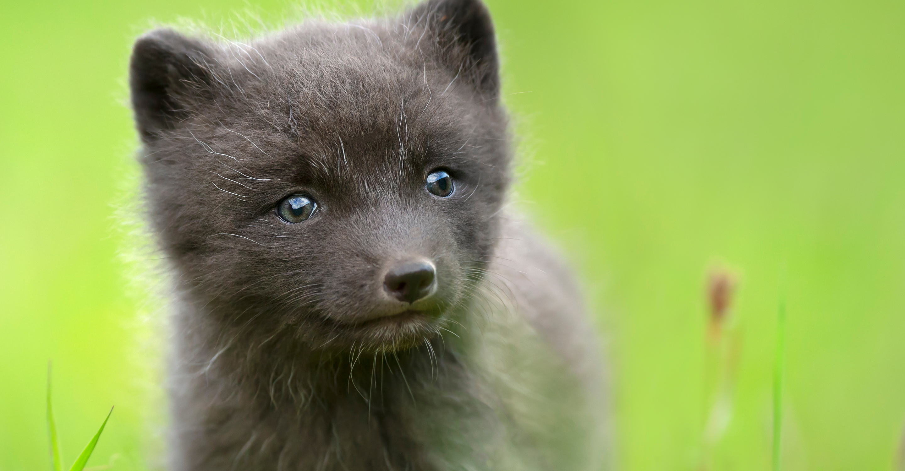 A close up of an Arctic fox pup in Westfjords, Iceland, Europe