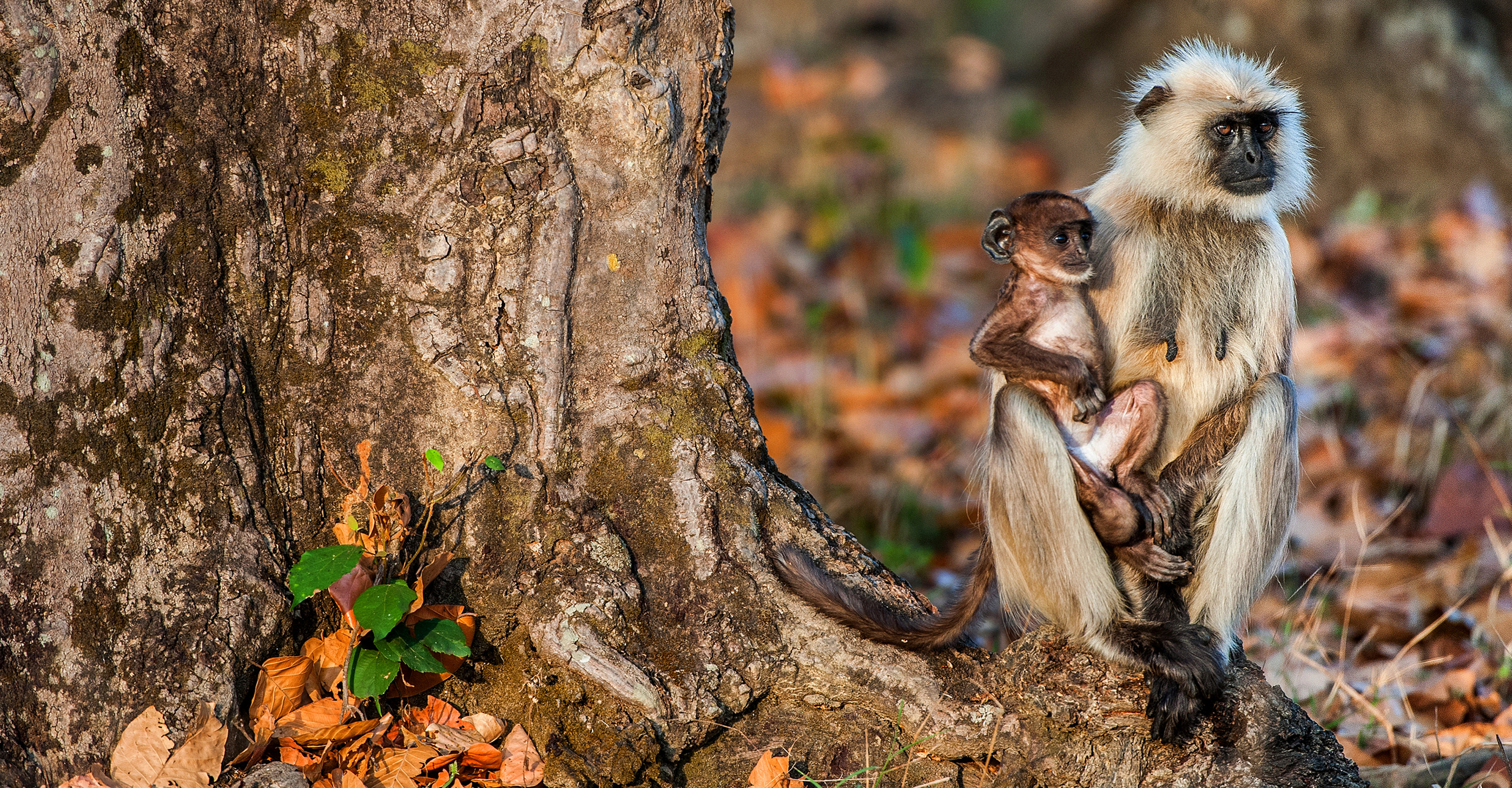 A langur monkey and her baby sit together in Ranthambore National Park, India