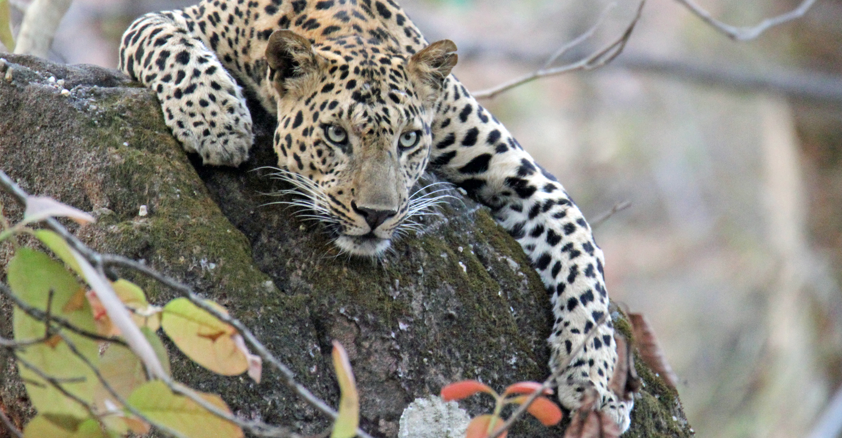 A leopard gazes into the distance as it rests in a tree in Ranthambore National Park, India