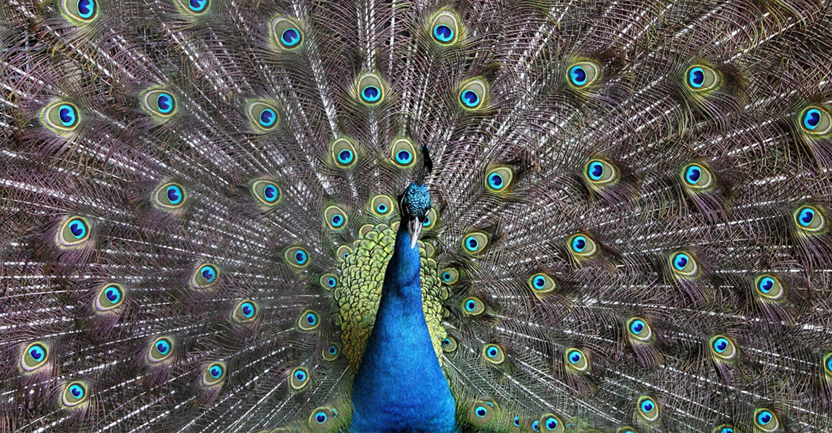 A male peacock displays his large tail feathers during mating season in Ranthambore National Park, India 