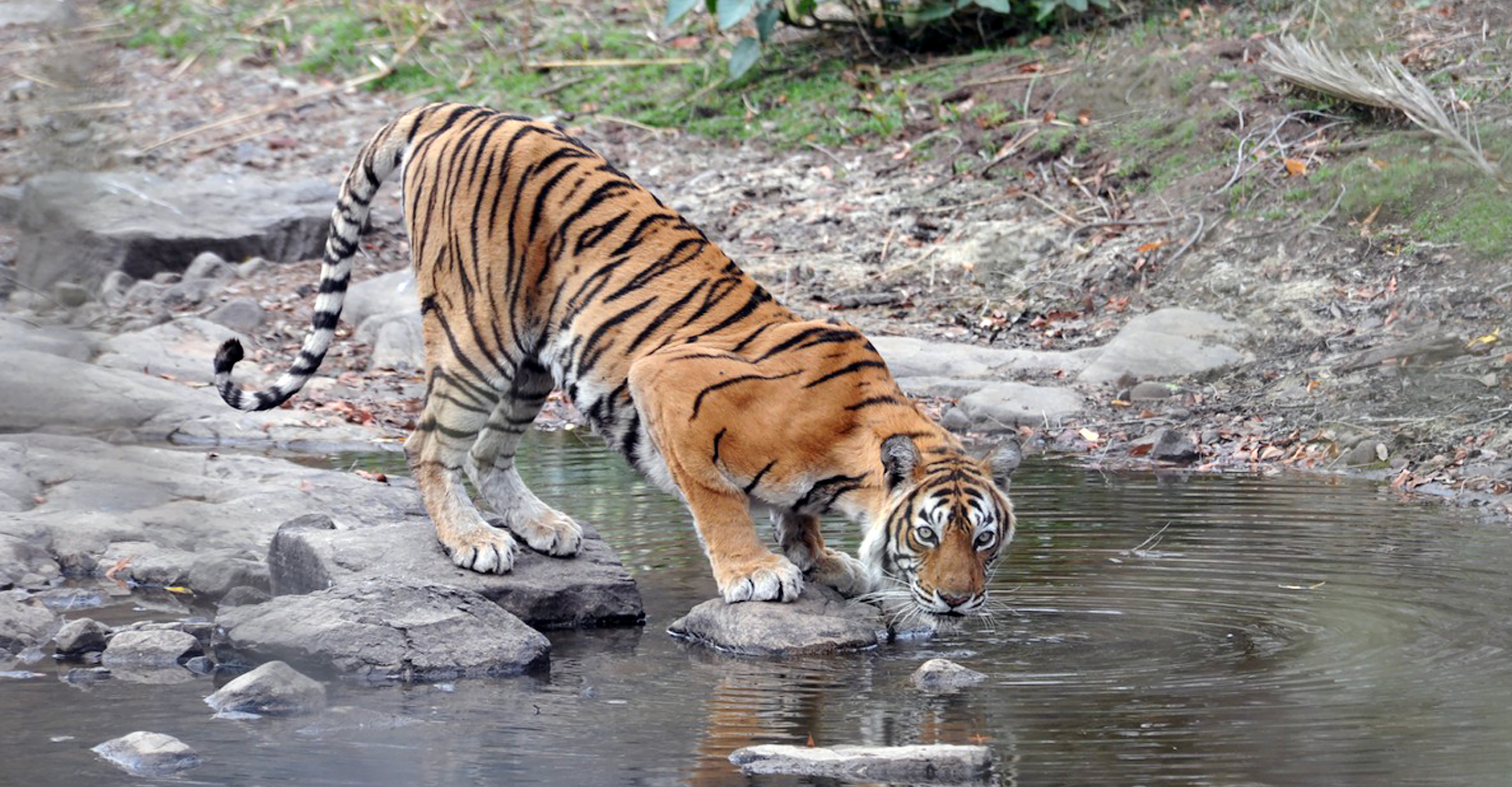 A tiger take a drink from a waterhole in Ranthambore National Park, India