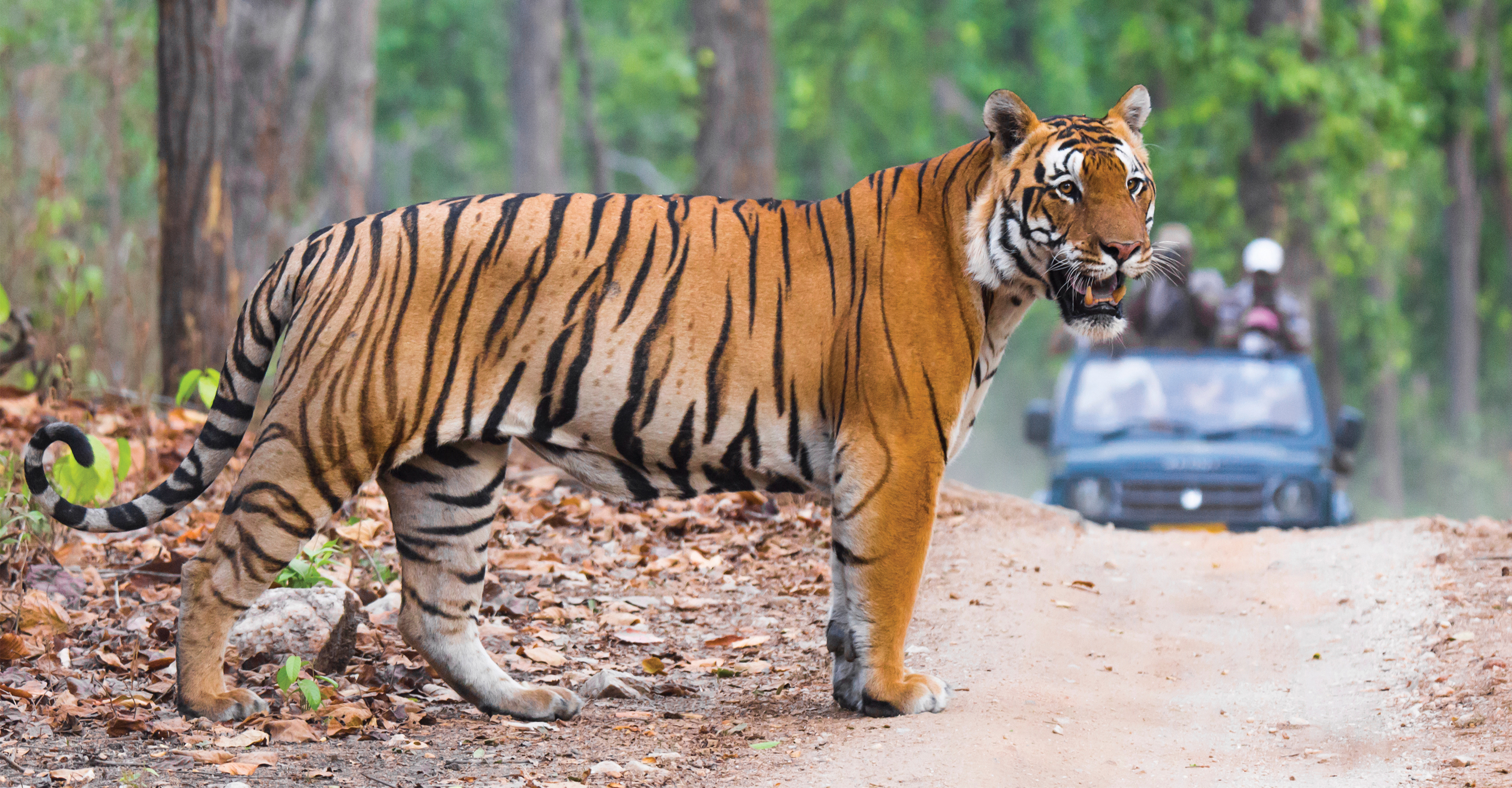 A tiger surveys his surroundings as it crosses a dirt road near a safari vehicle in Ranthambore National Park, India