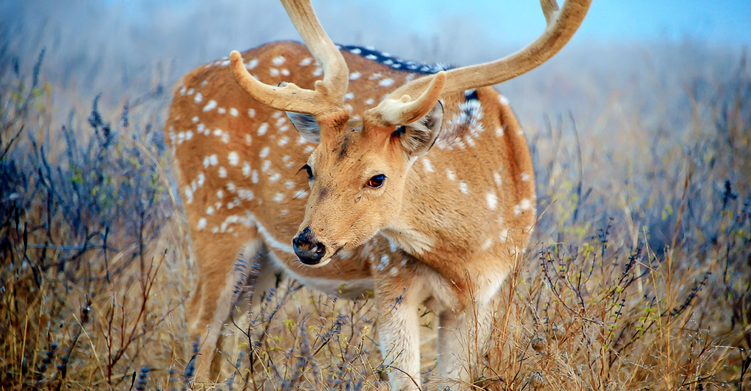 Close-up of a male spotted deer or cheetal in Ranthambore National Park, India