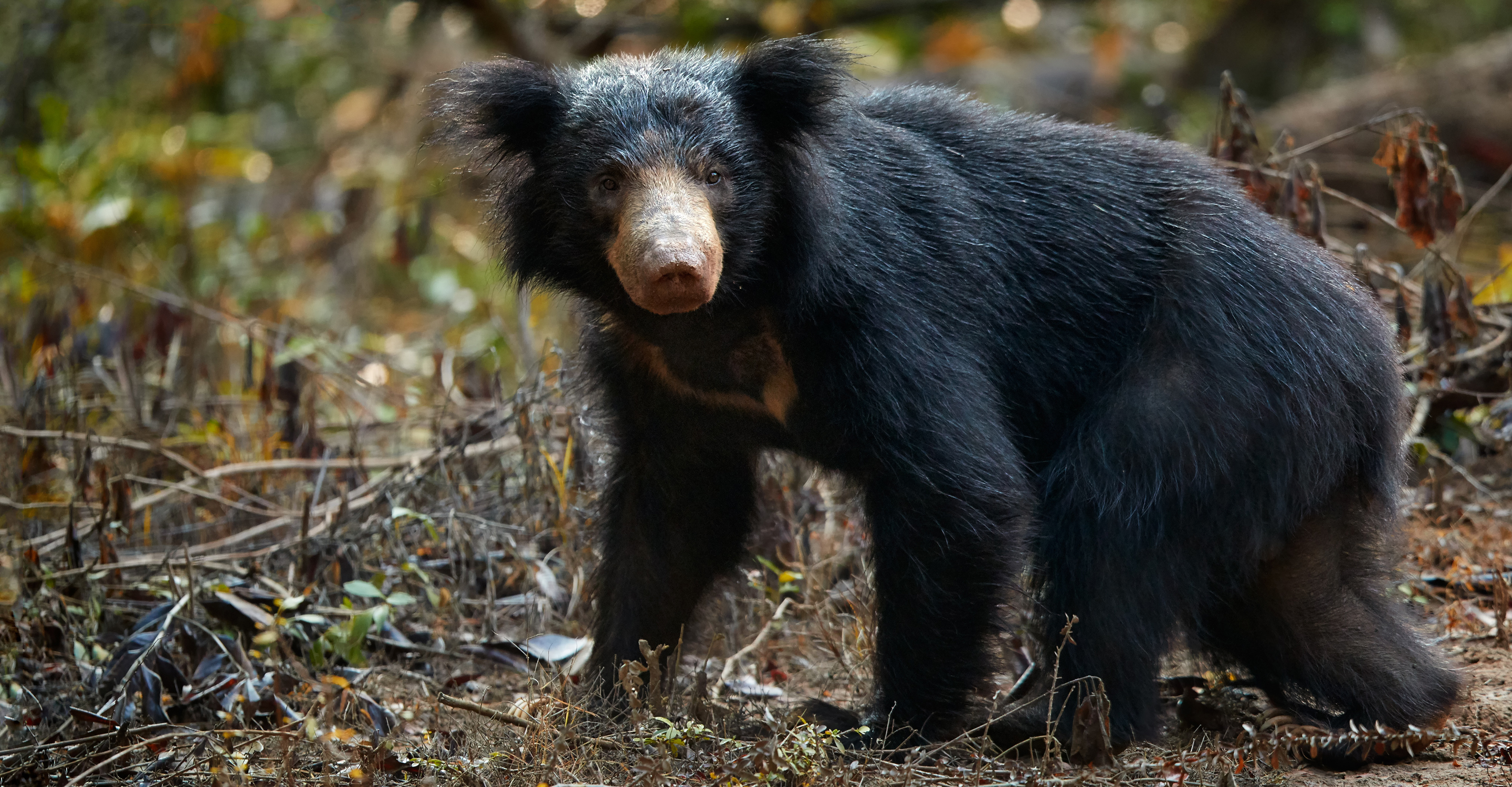 A close-up of a sloth bear in Ranthambore National Park, India