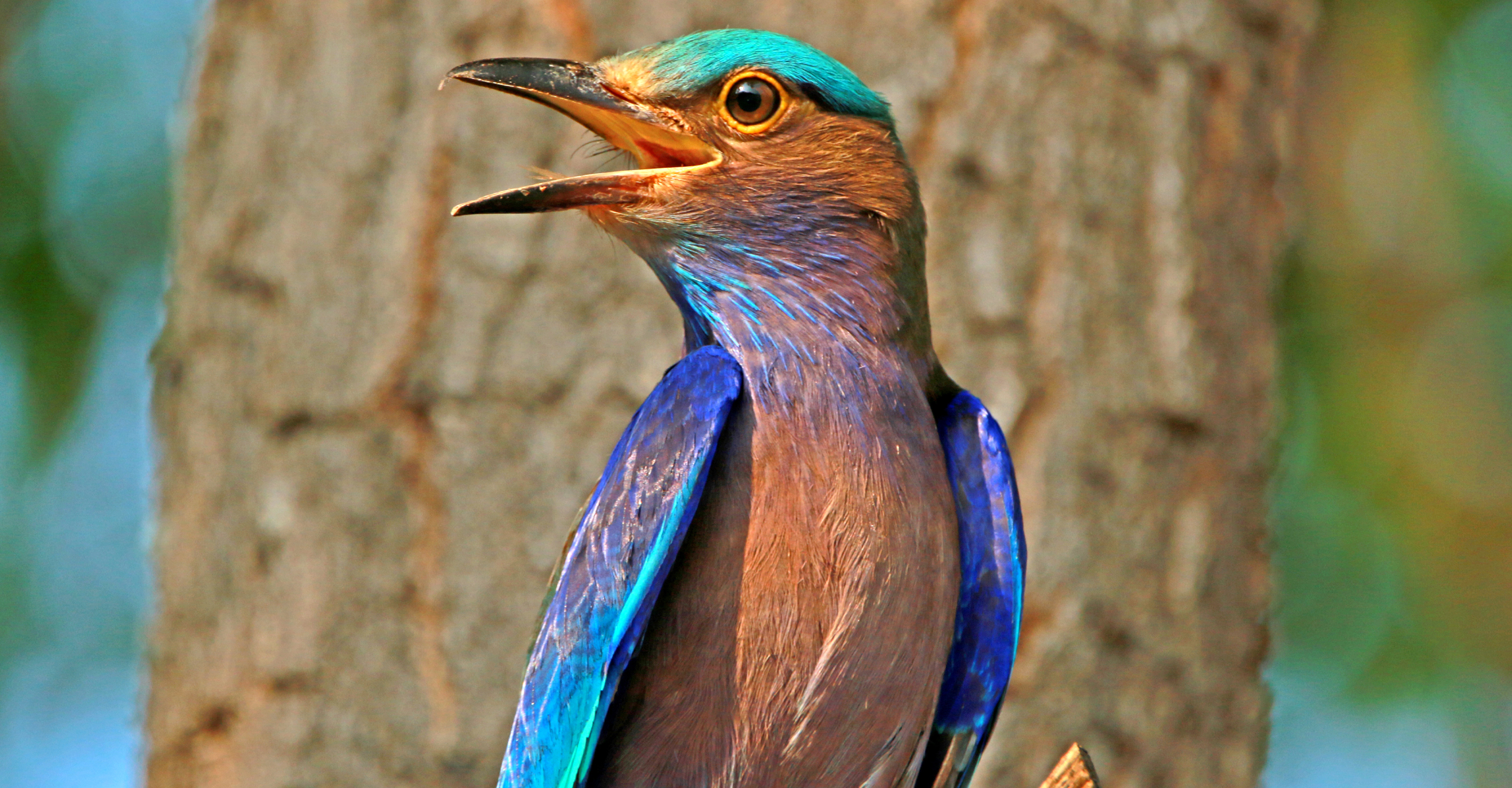 Close-up of an Indian roller in Kanha National Park, India