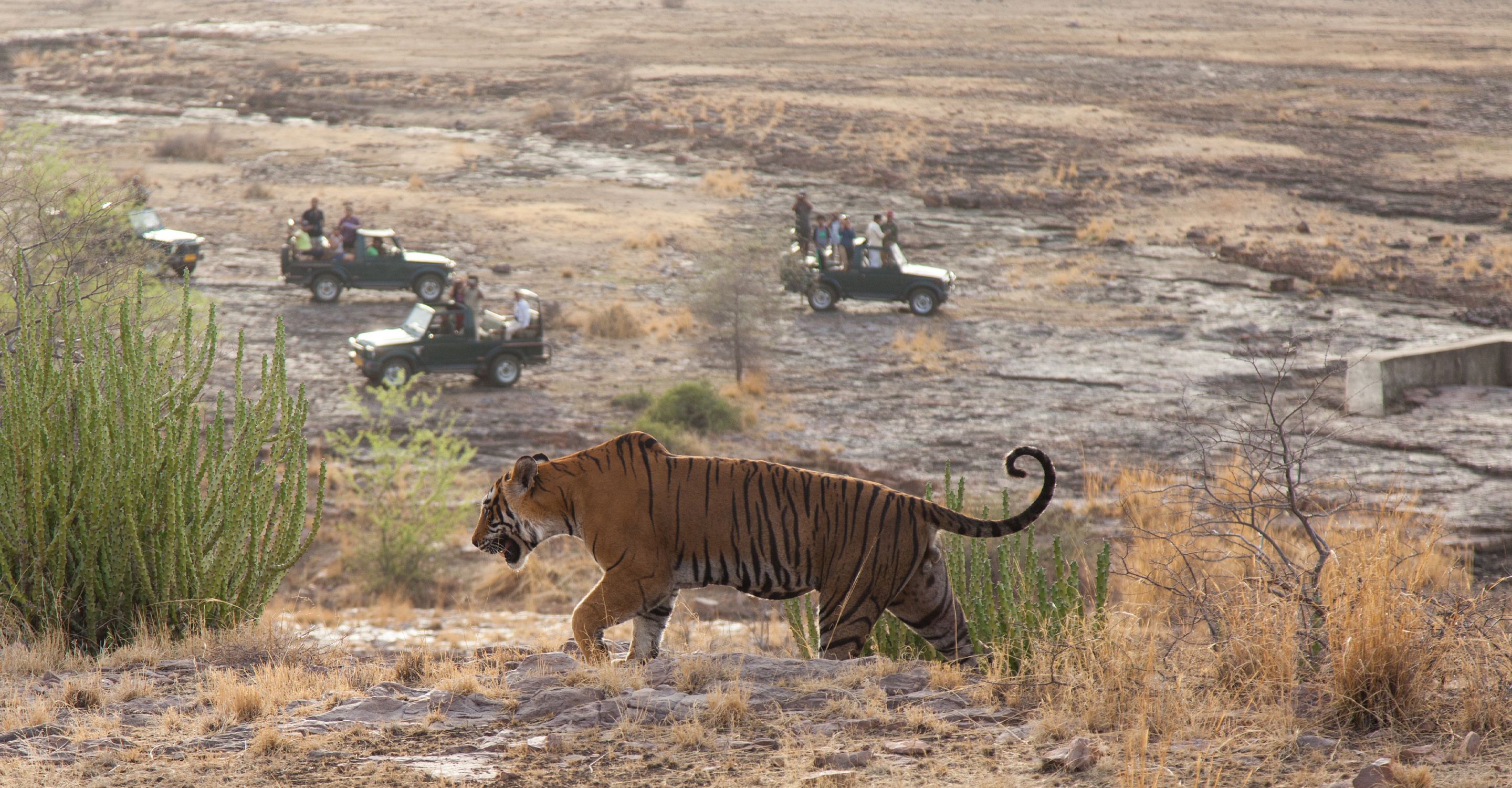 A tiger walks along a hillside above safari vehicles in Ranthambore National Park, India