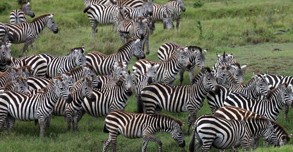 A herd of Burchell's zebra graze in the Maasai Mara National Reserve, Kenya