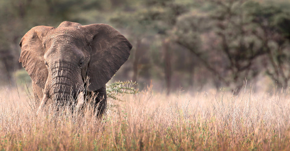 An African elephant walks through the tall grasses of the Maasai Mara National Reserve, Kenya
