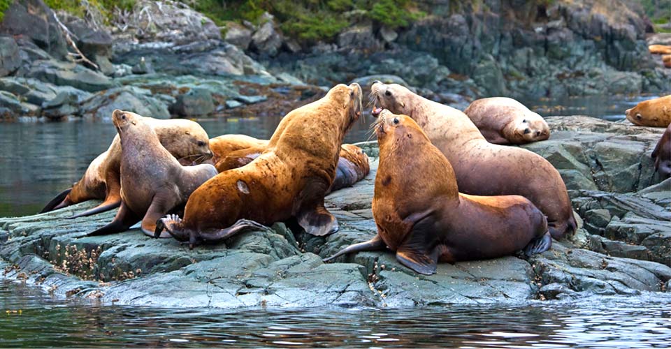 Stellar sea lions gather on a rock, Vancouver Island, Canada