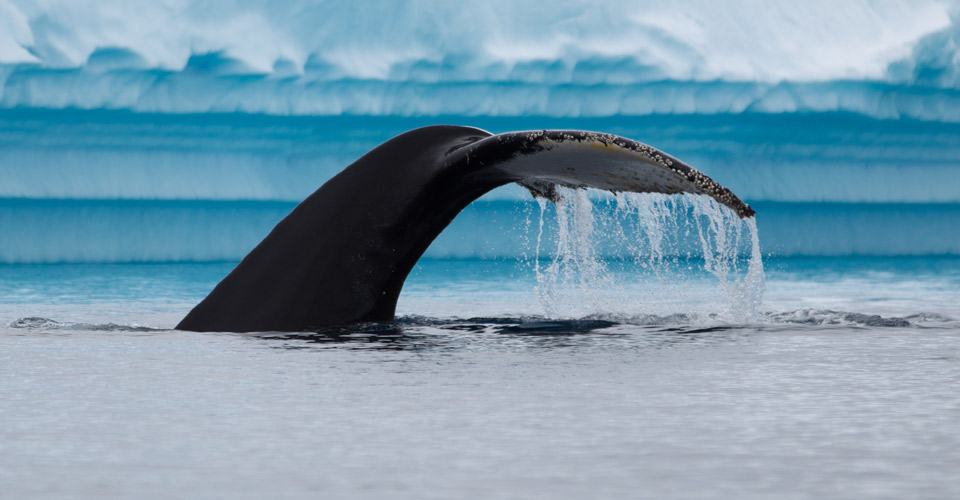 Humpback whale fluke, Antarctica