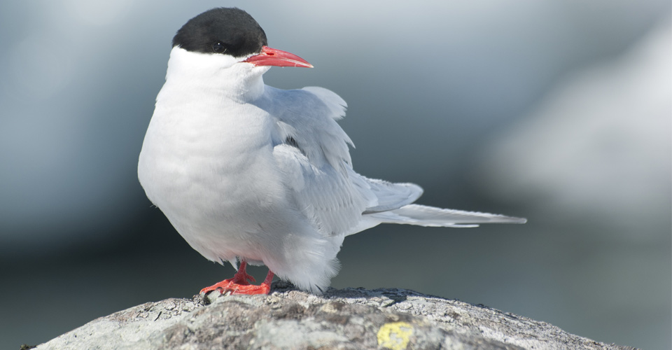 Arctic tern, Antarctica
