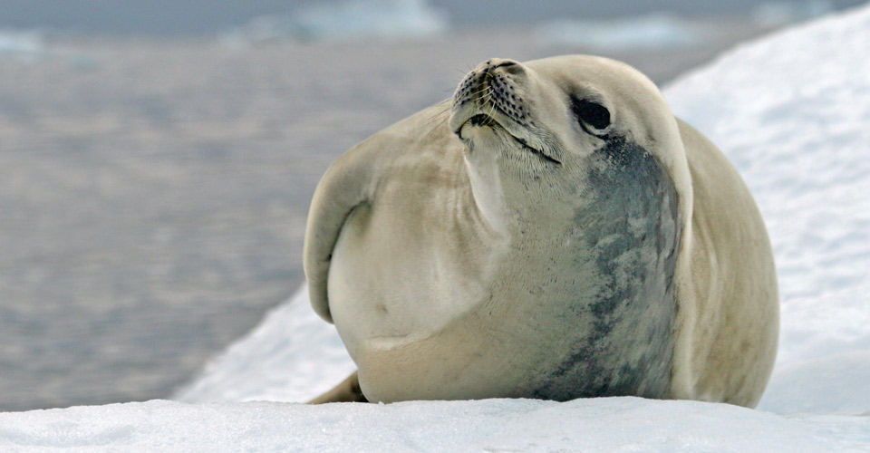 Crabeater seal, Antarctica