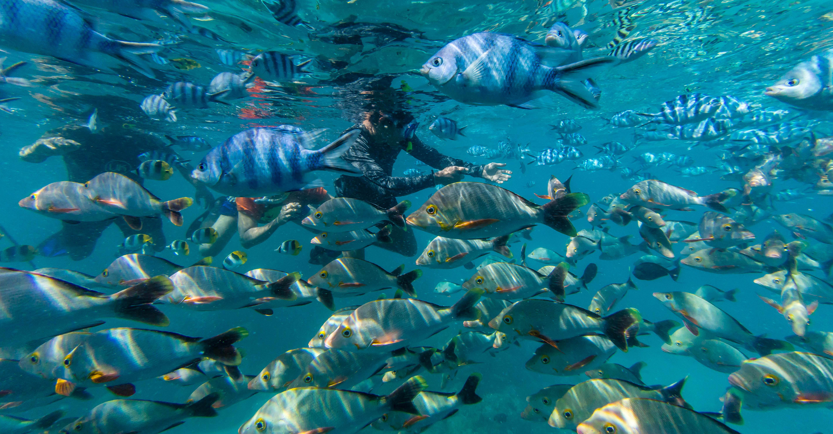A snorkeler swims with tropical fish, Tuamotu Archipelago