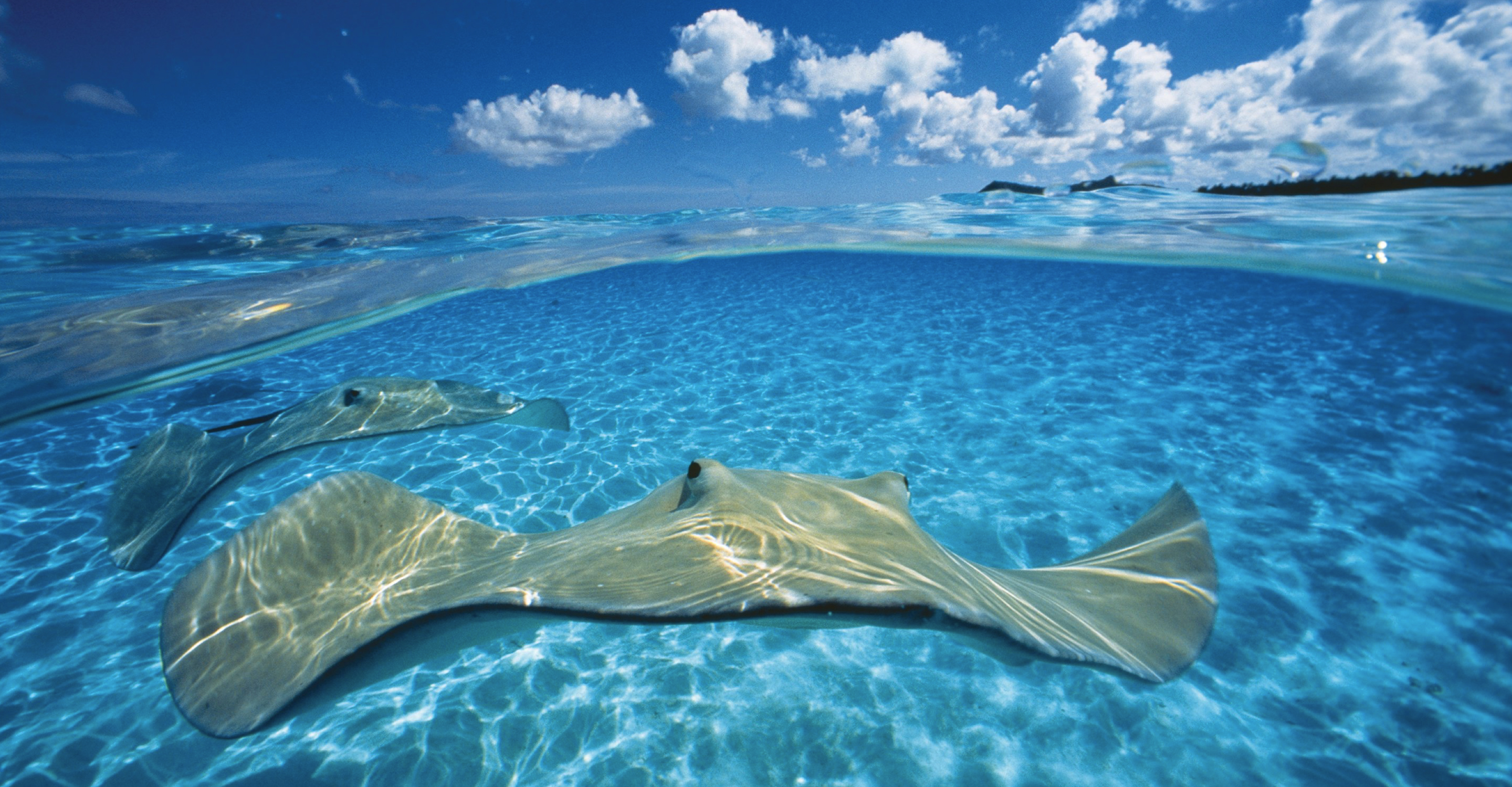 Manta rays underwater, Tuamotu Archipelago