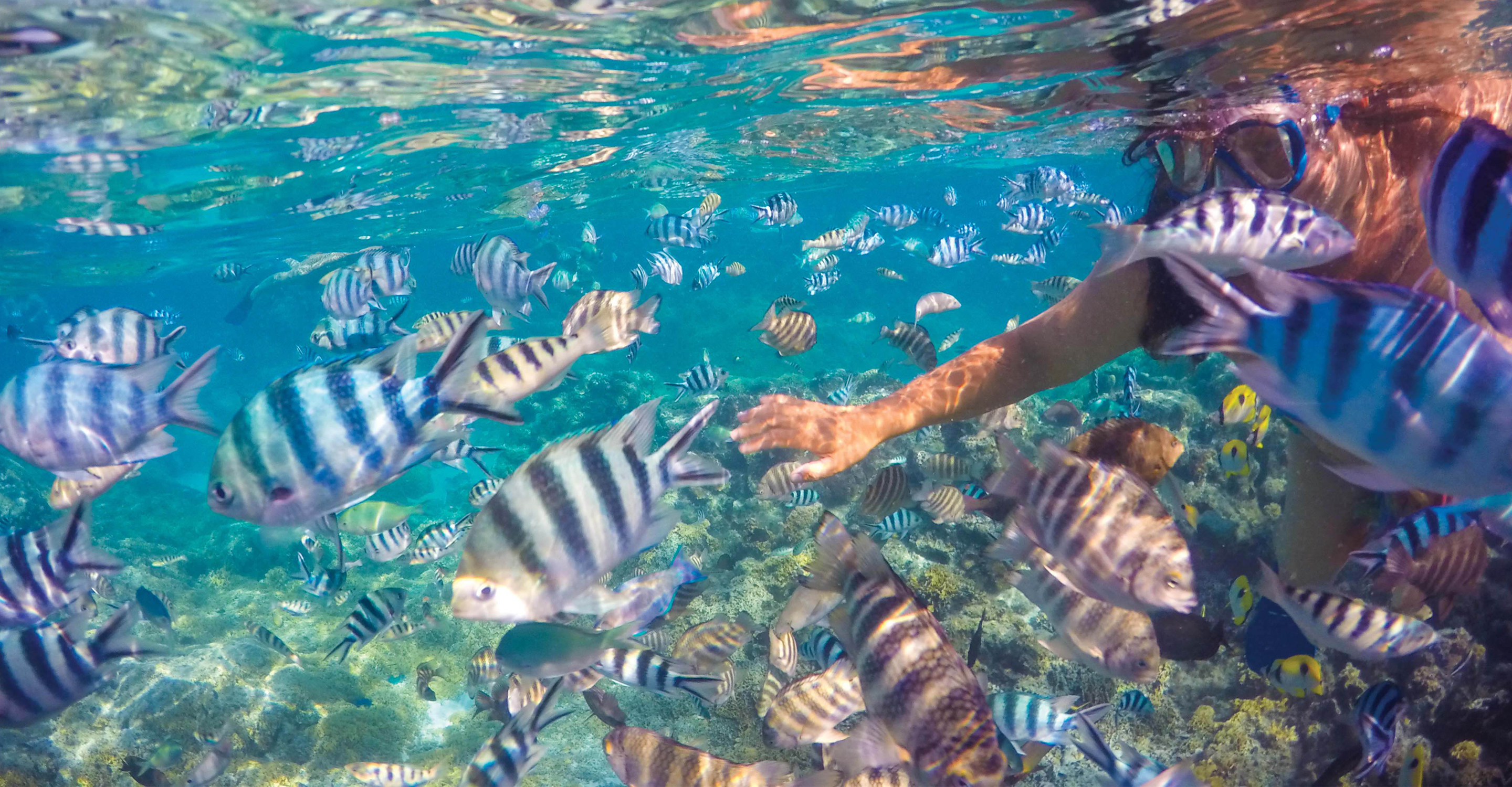 Snorkeler underwater with tropical fish, Raiatea