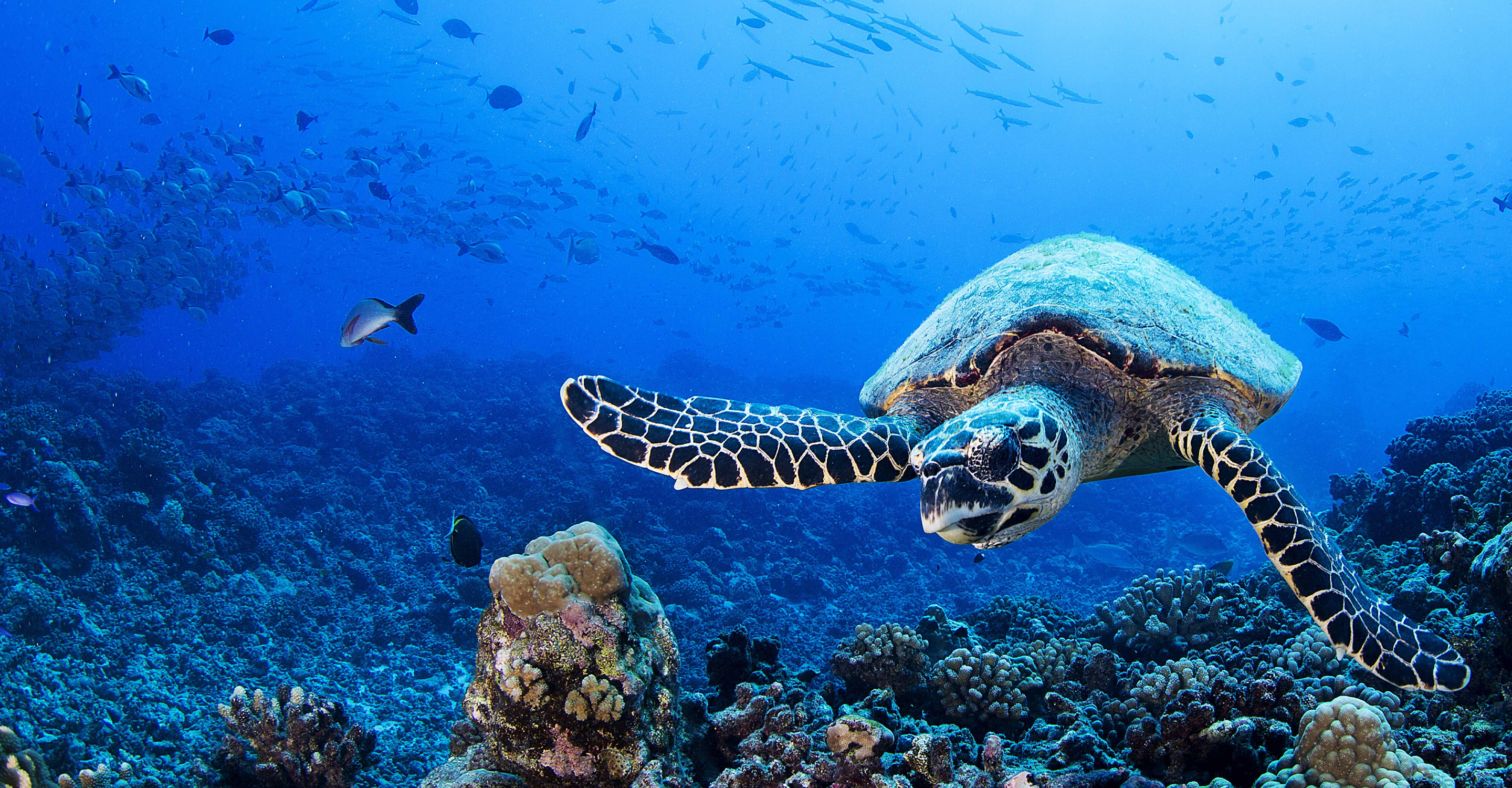 A turtle swims underwater, French Polynesia