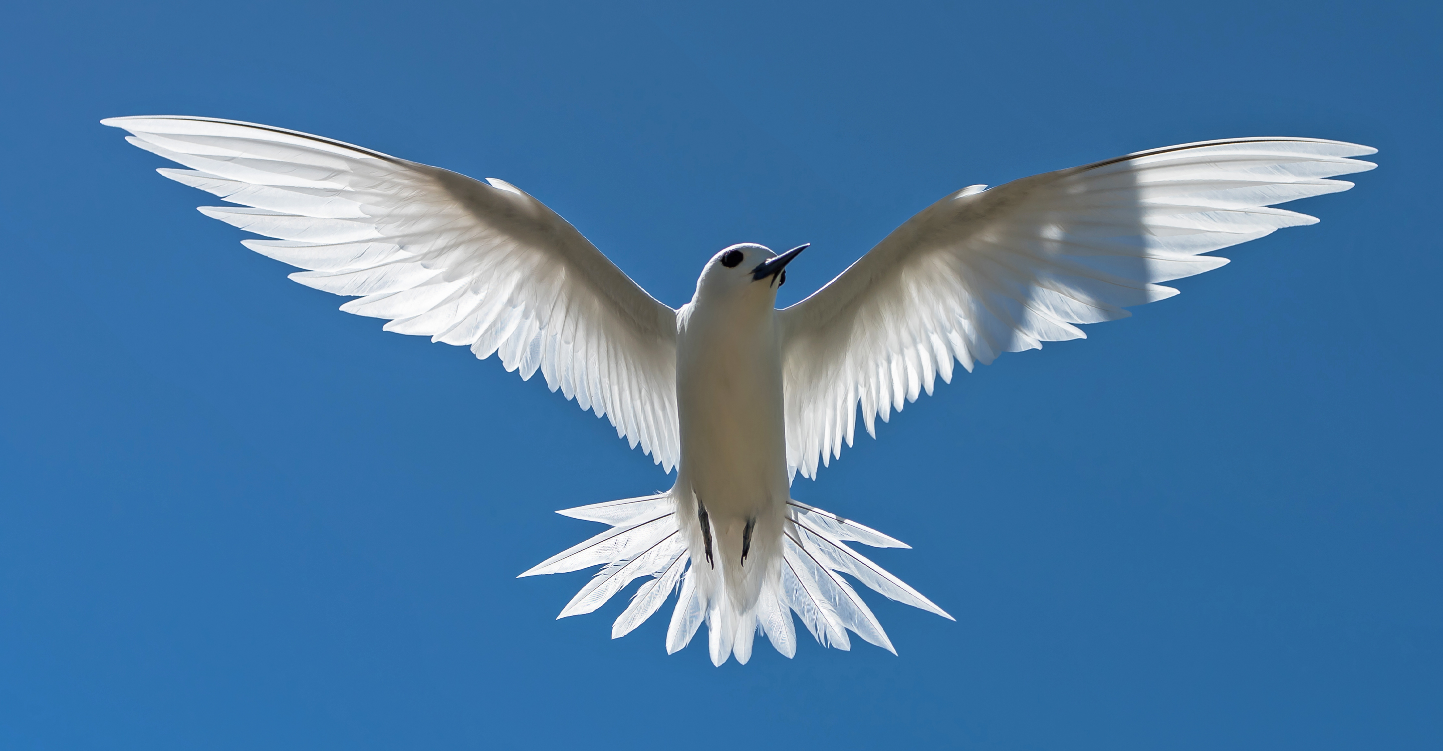 A white tern flies above, Tahiti