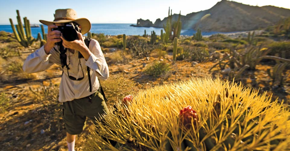 A traveler photographs giant barrel cactus, Baja California, Mexico