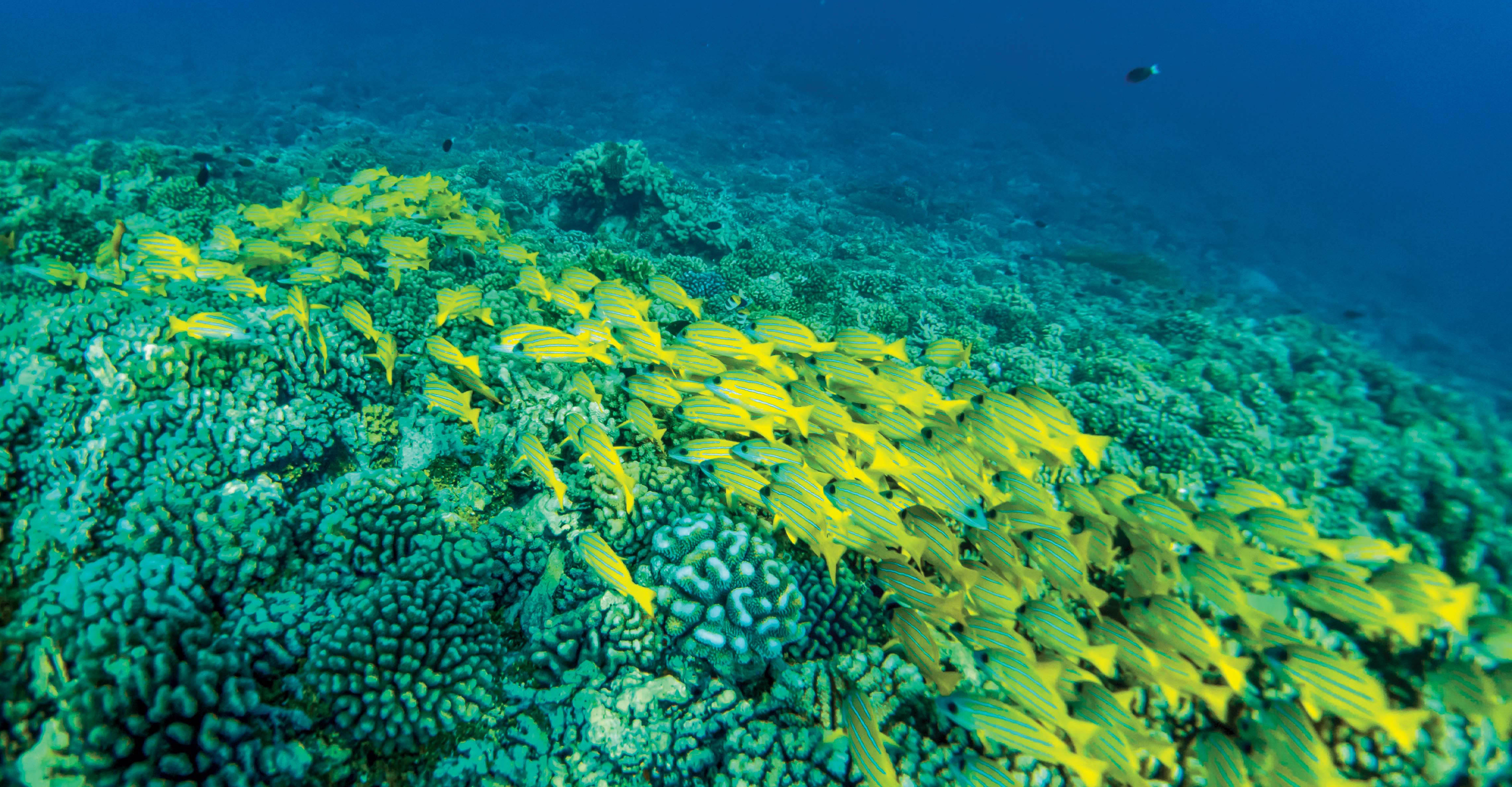 A school of fish swim over coral, Tuamotus, Makatea