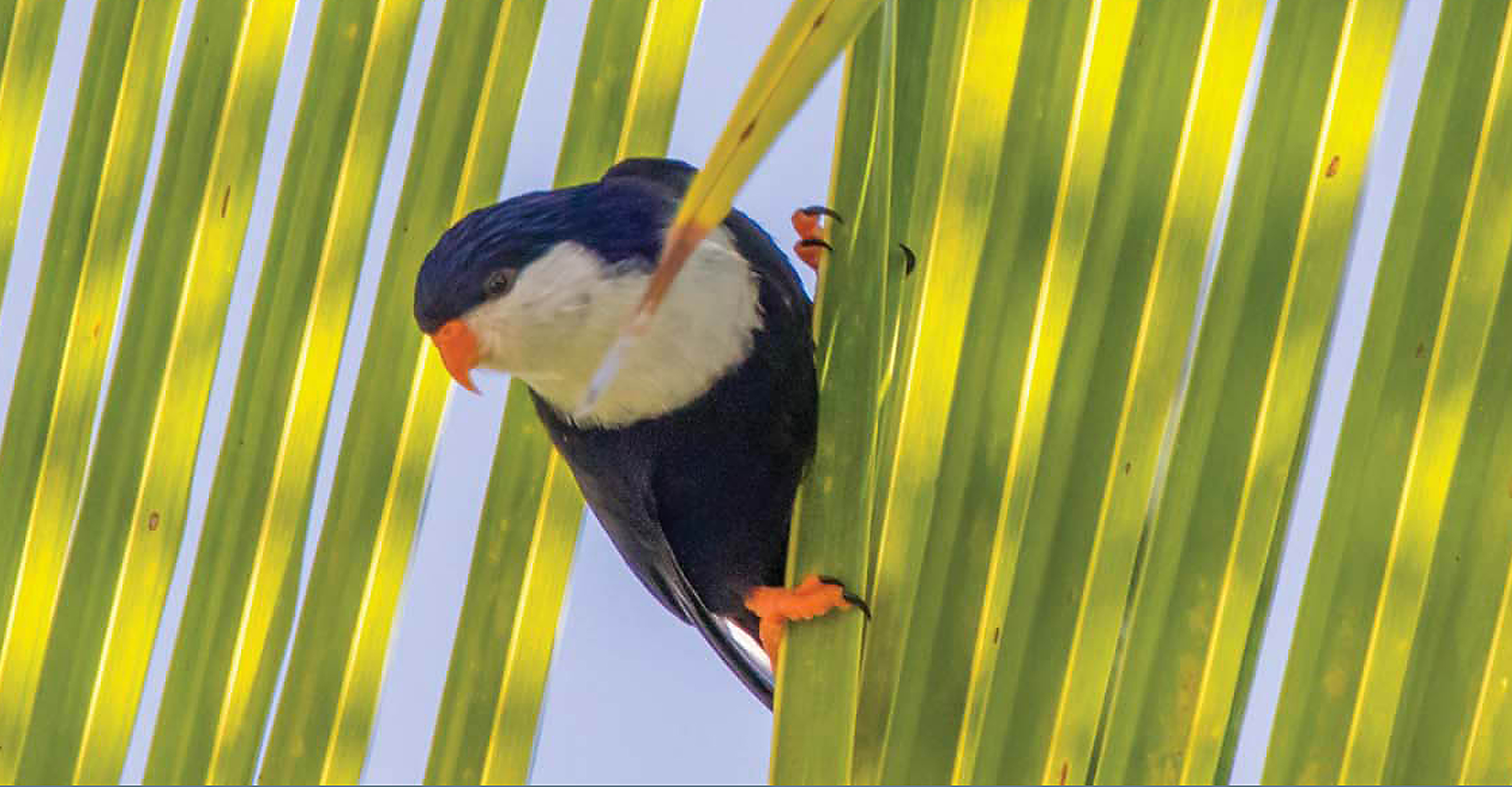 A bird perched on a palm frond, Makatea