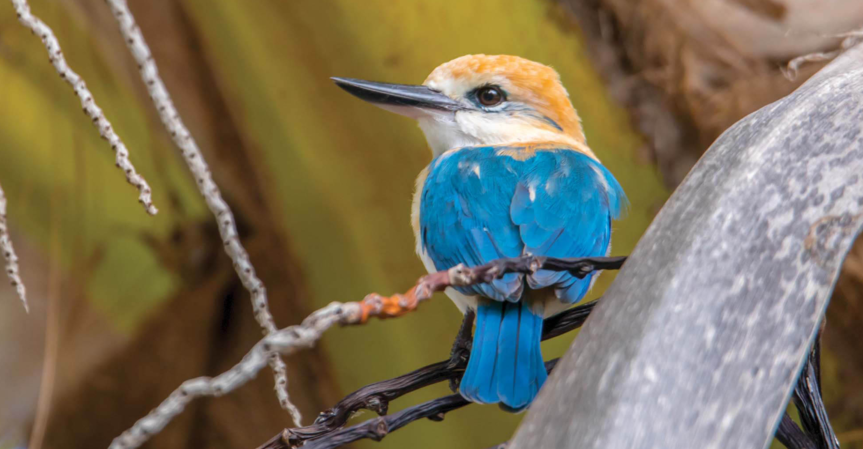 Close-up of a kingfisher, Makatea