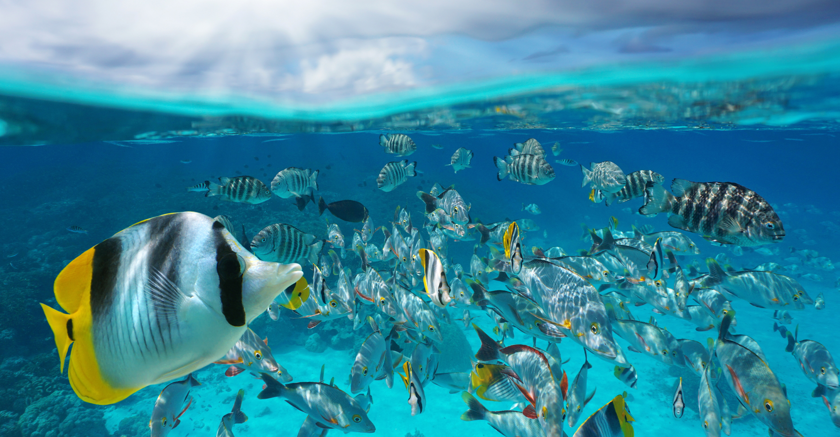 A school of tropical fish underwater, Rangiroa Lagoon, Tuamotu, French Polynesia