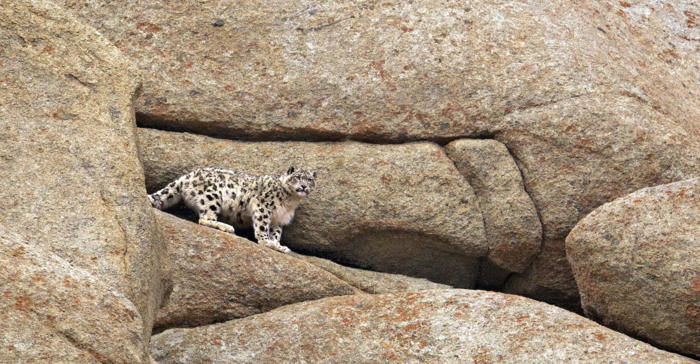 A snow leopard surveys its territory from a rocky ledge in Ladakh, India