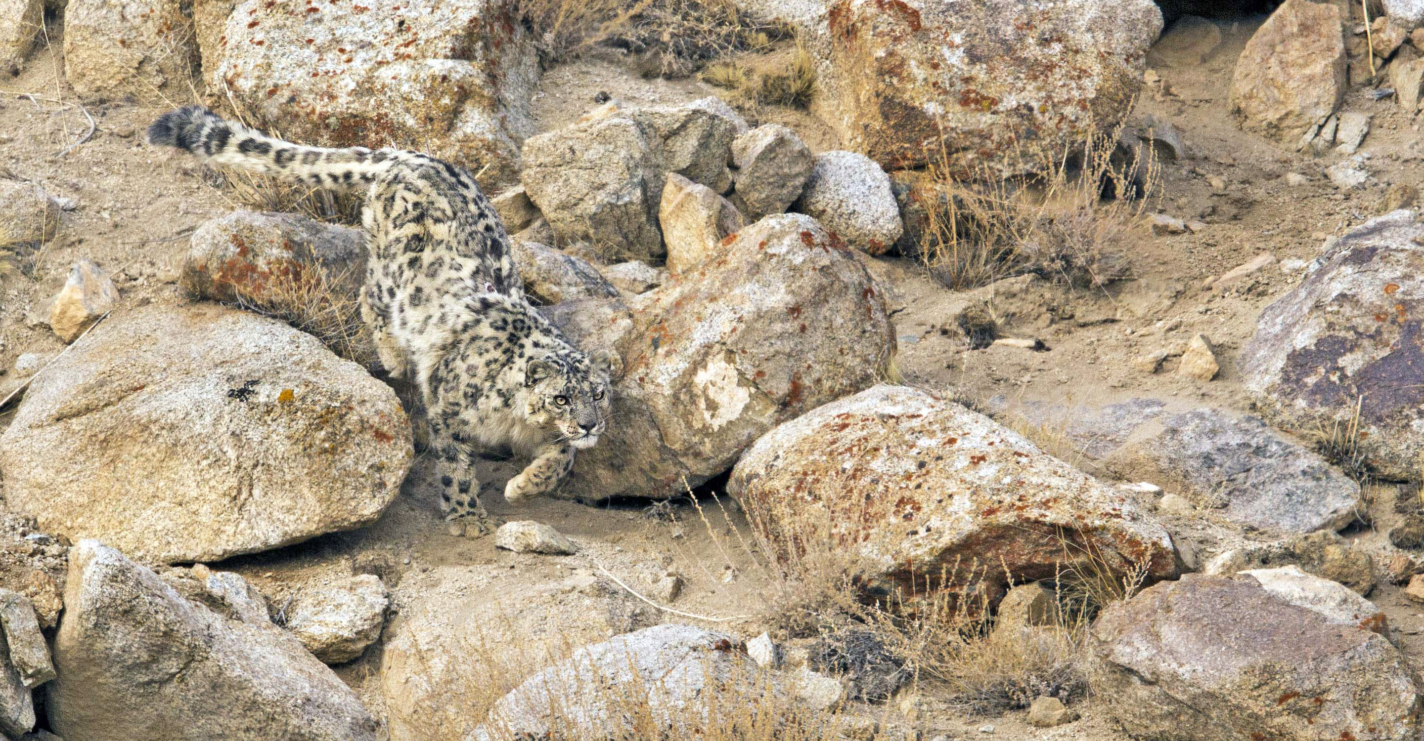 A snow leopard on the prowl is camouflaged among the rocks of the Himalaya mountain range, India