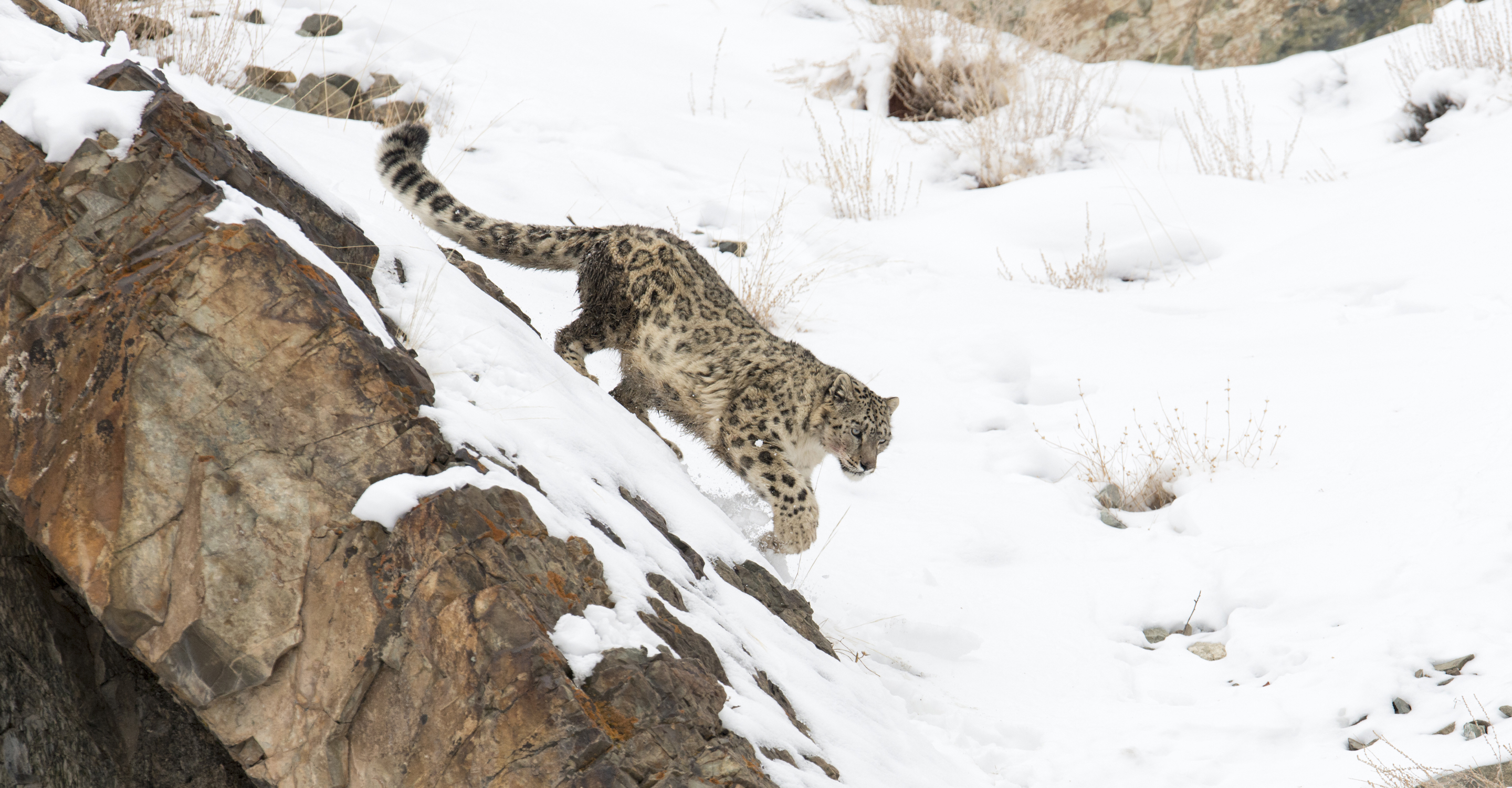 Land of the Snow Leopard