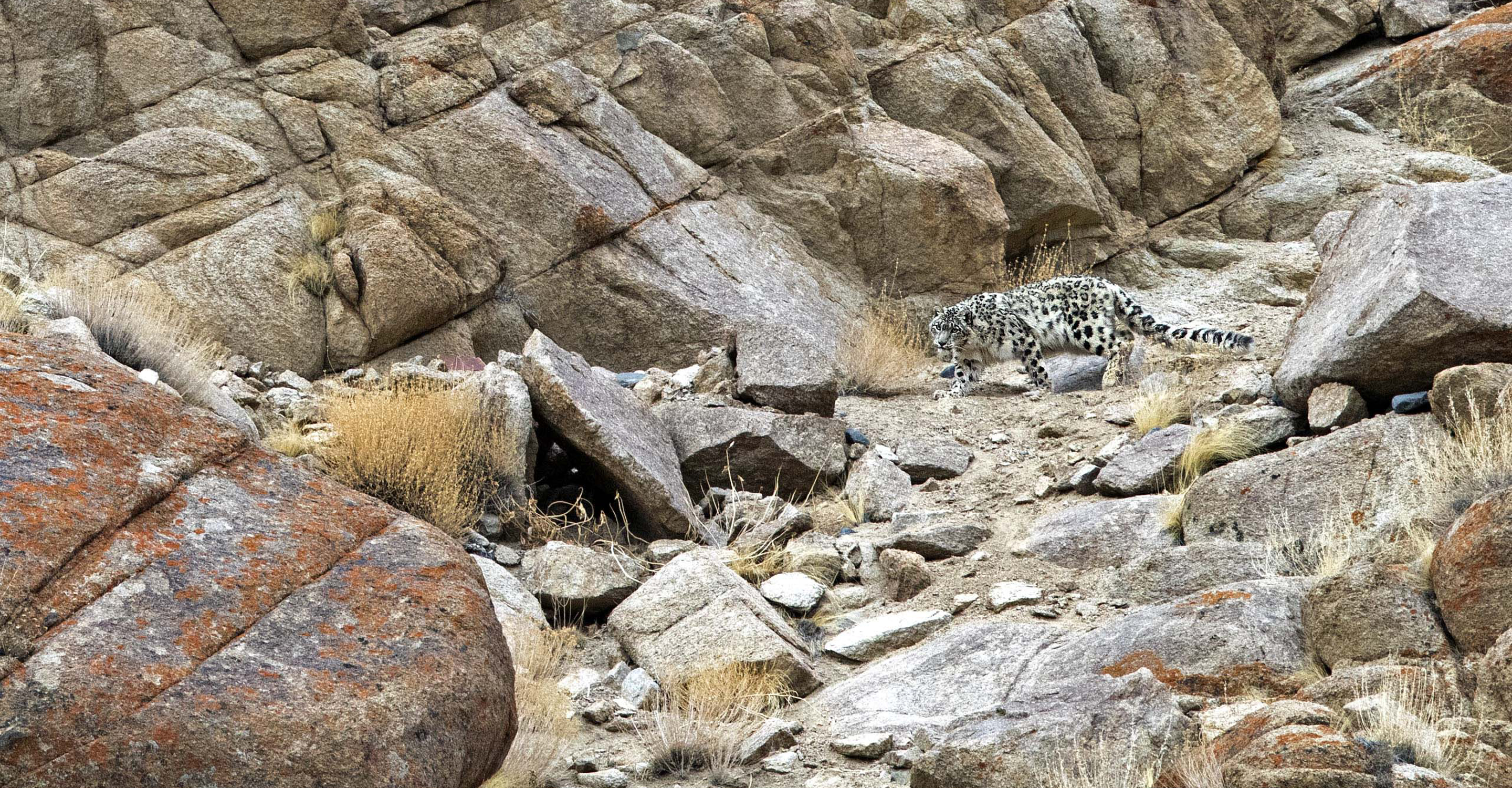 A snow leopard on the prowl is camouflaged among the rocks, Ladakh, India 