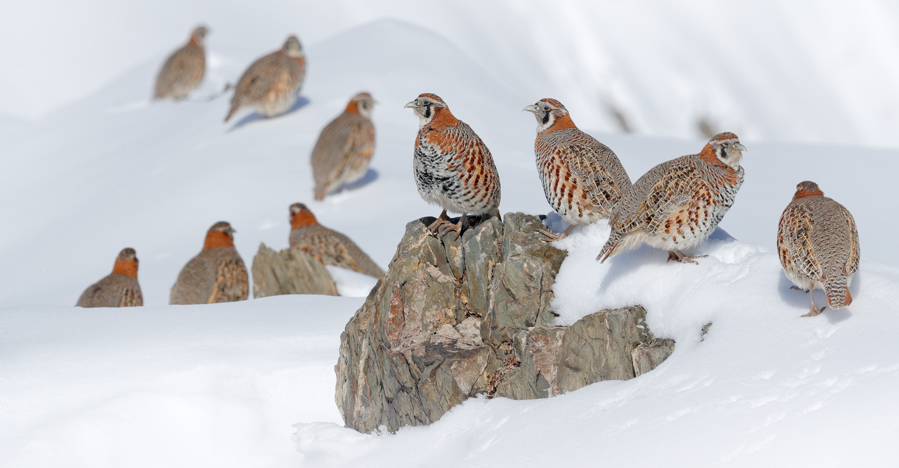 A group of Tibetan partridges sit in the snow of the Himalaya mountain range, India