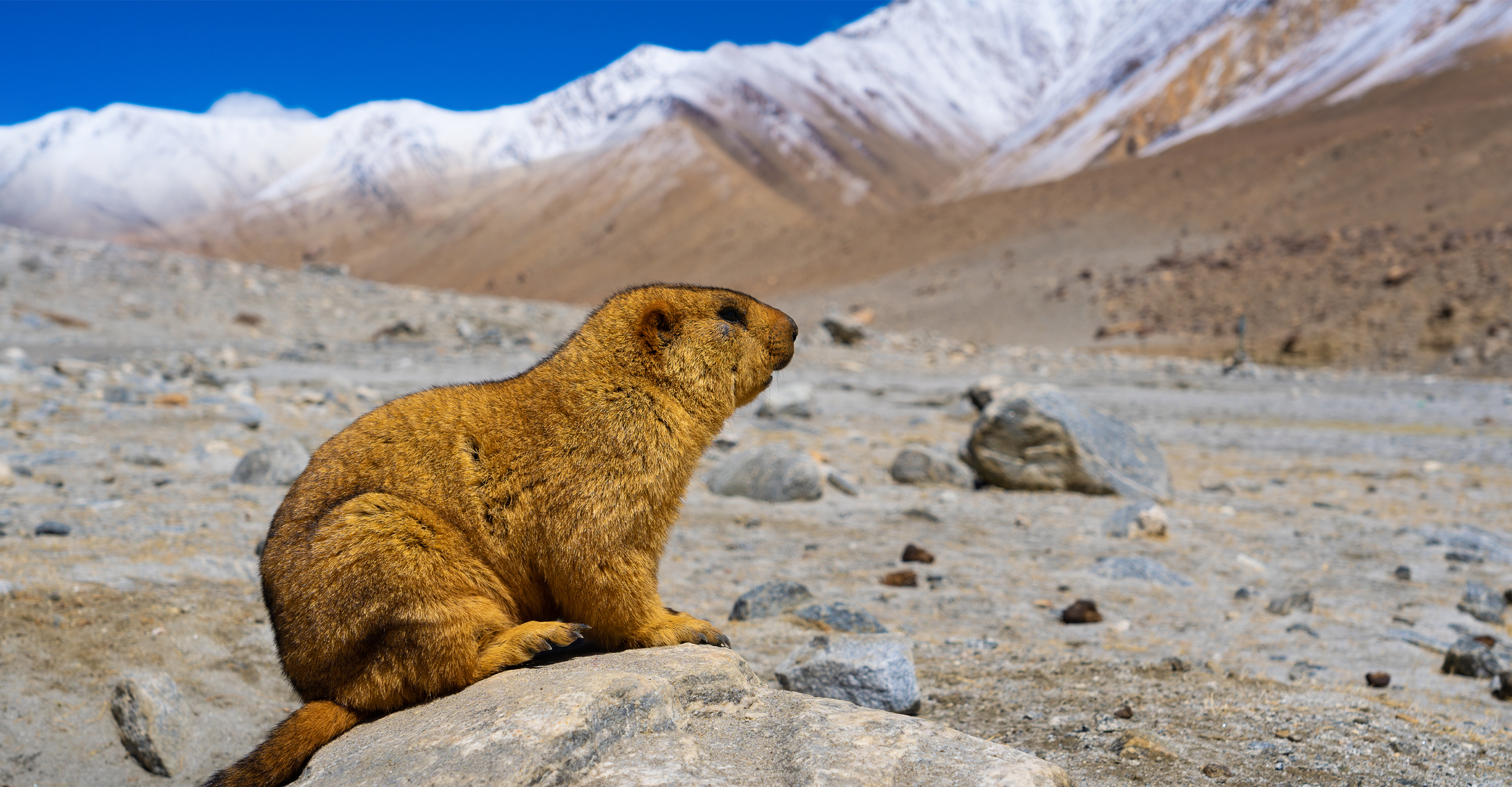 A Himalayan marmot surveys the land in Ladakh, India