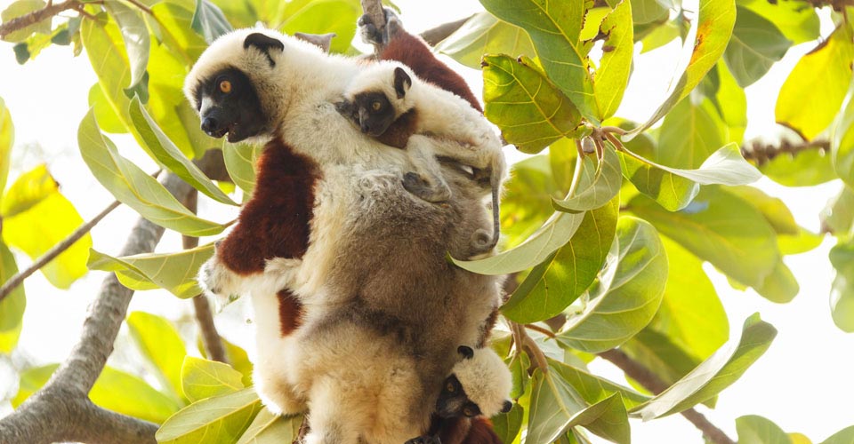 A baby Coquerel's sifaka clings to its mother's back in Anjajavy Private Reserve, Madagascar