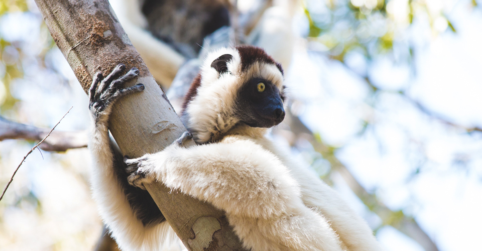 A Verreaux's sifaka clings to a tree in Zombitse-Vohibasia National Park, Madagascar