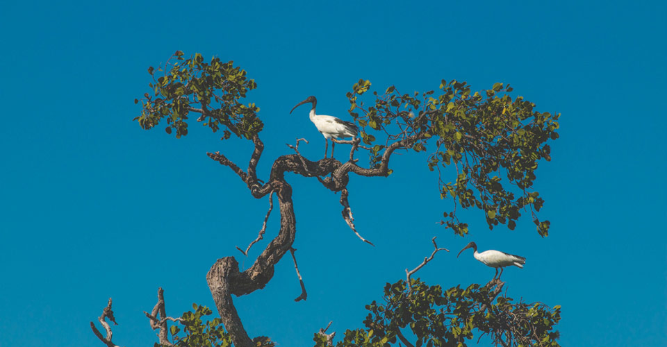 Two Madagascar sacred ibis perched in a tree in Anjajavy Private Reserve, Madagascar