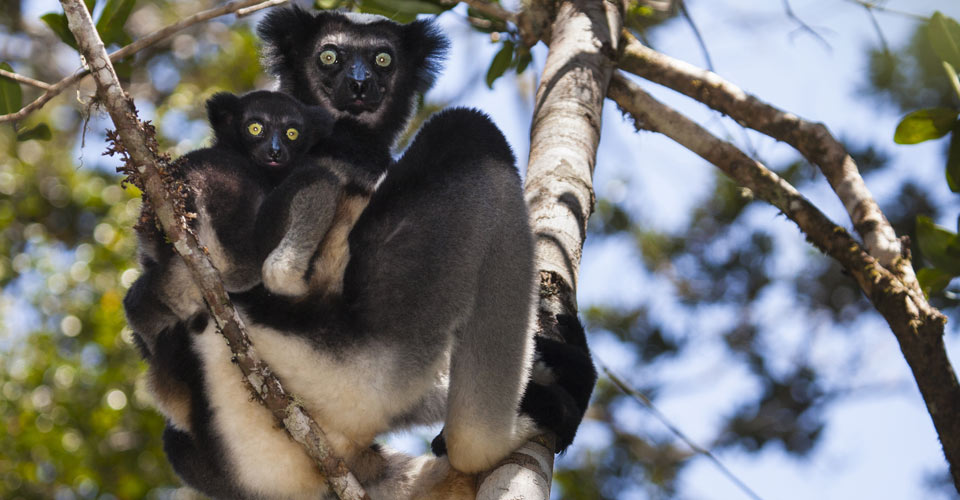 A mother and baby Indri sit together in a tree in Andasibe-Mantadia National Park, Madagascar
