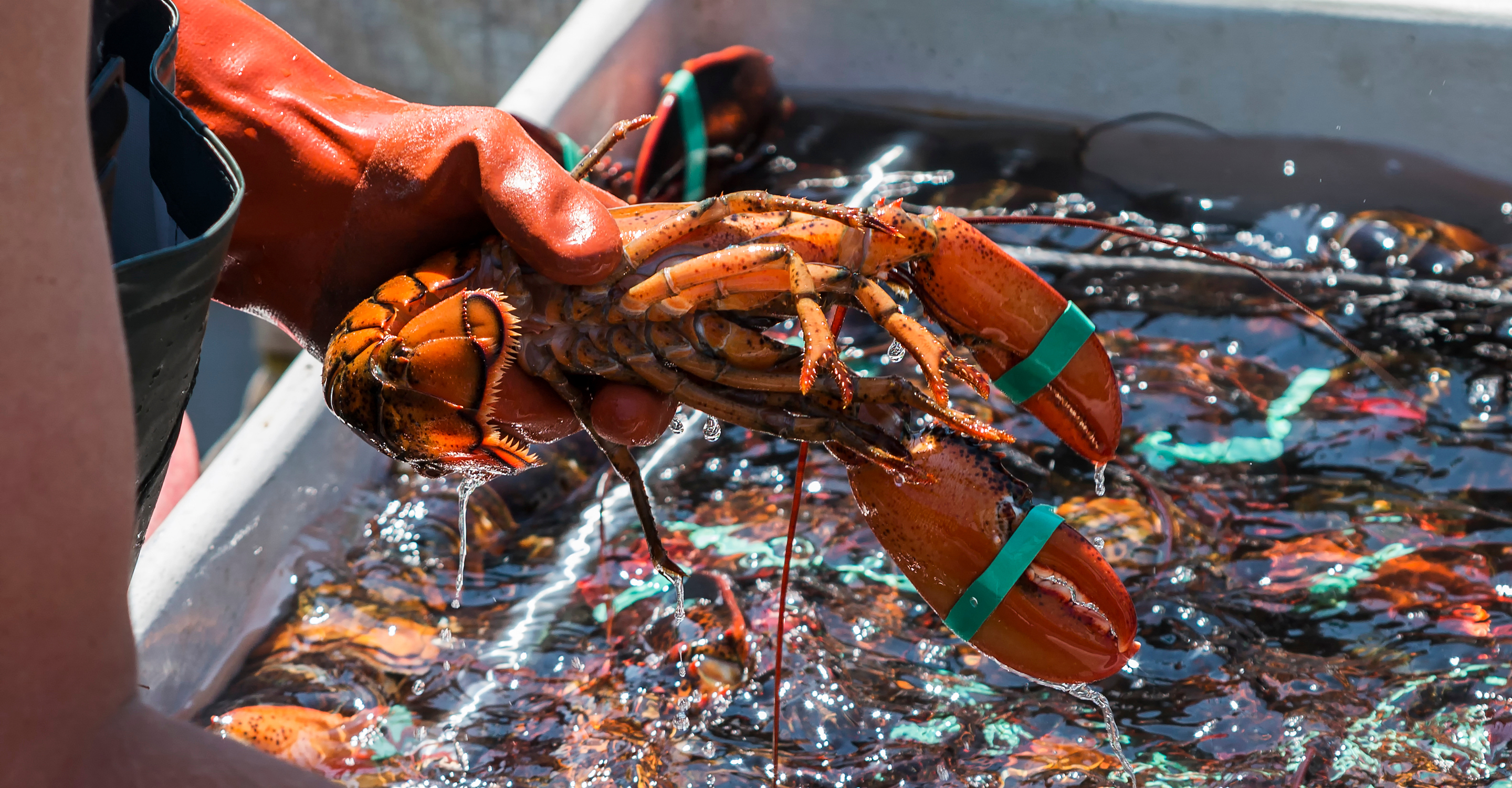 A fisherman holds a lobster, Maine, USA